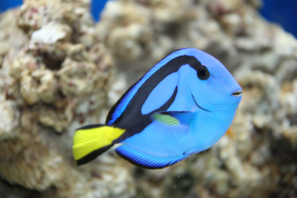 Who's the Real Dory - Blue Tang fish with black stripes and yellow tail