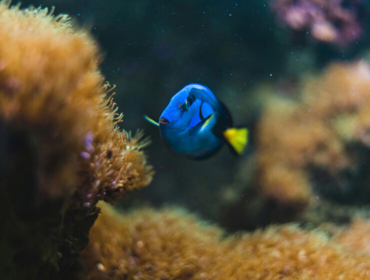 Who's the real dory? Blue dory fish swimming in a coral reef