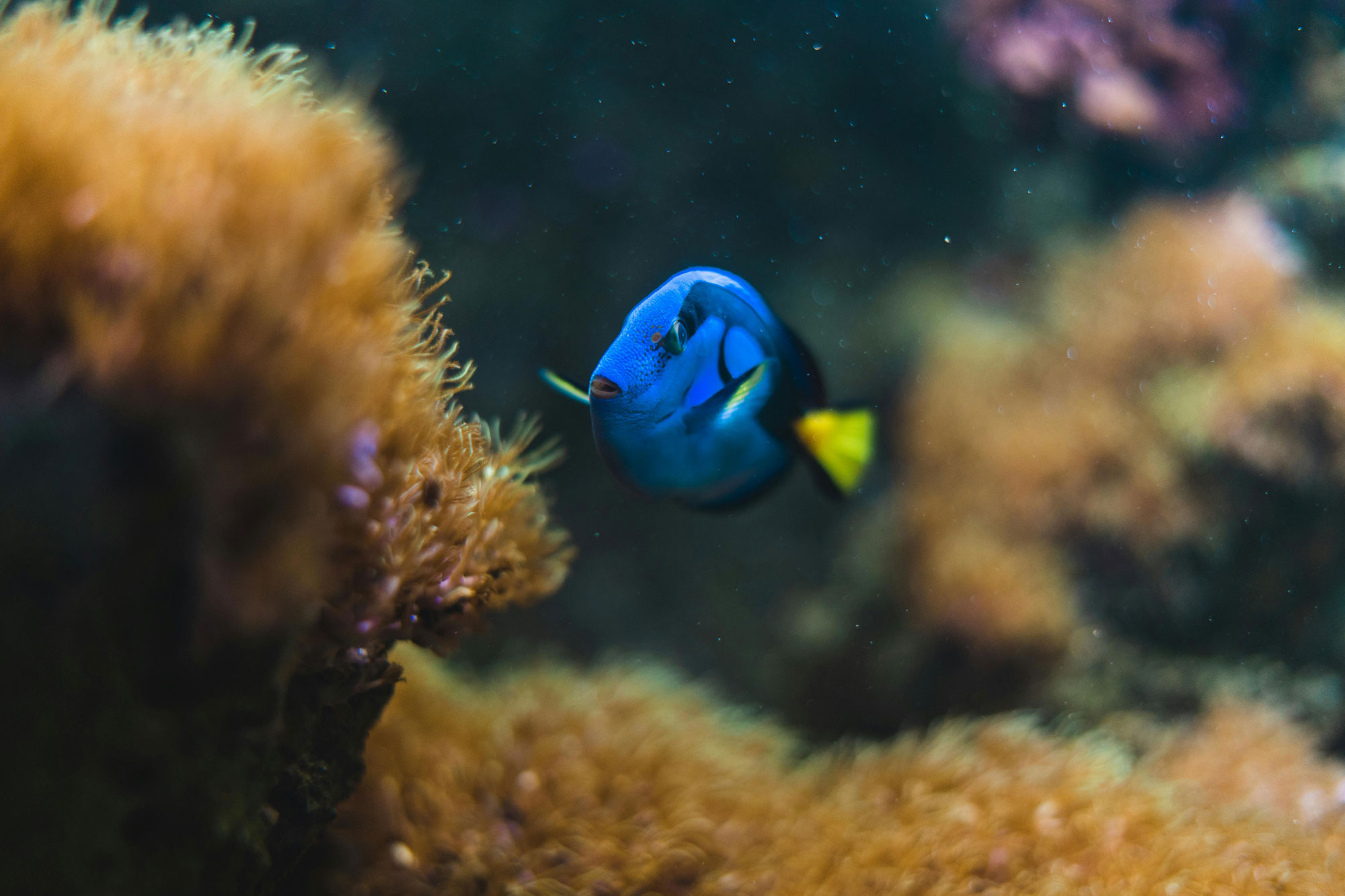 Who's the real dory? Blue dory fish swimming in a coral reef