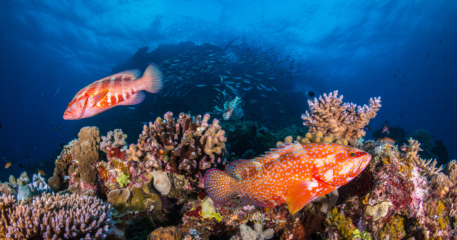 Des poissons nagent au-dessus des « Ribbon Reefs » en Australie