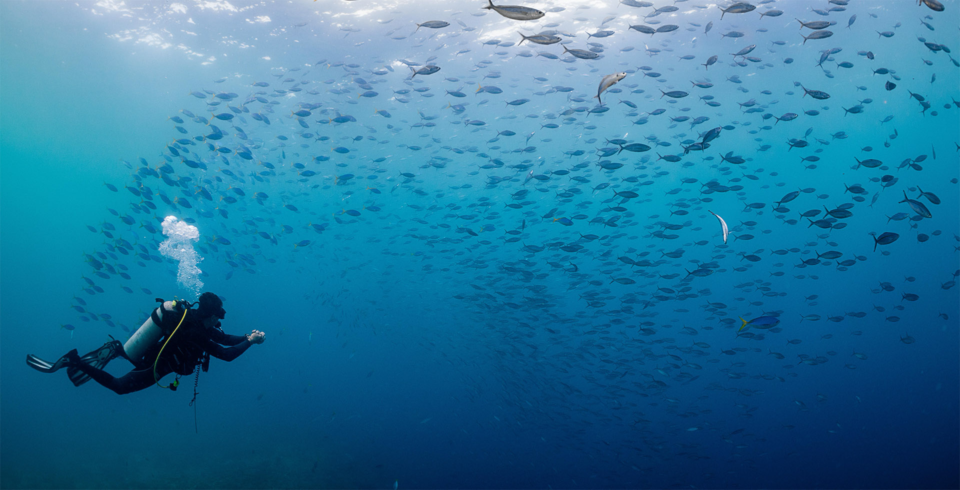 Diver with school of fish in Soloman Islands
