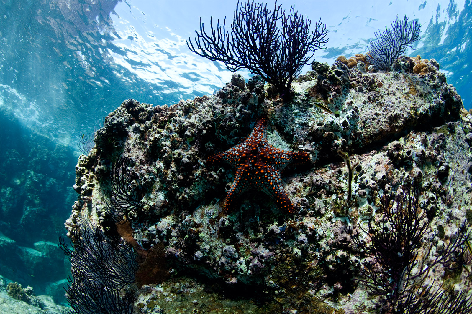 seastar on a rock