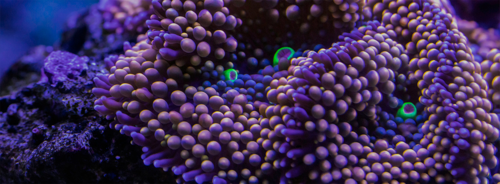 Other Ways to Give - Coral Reef Alliance