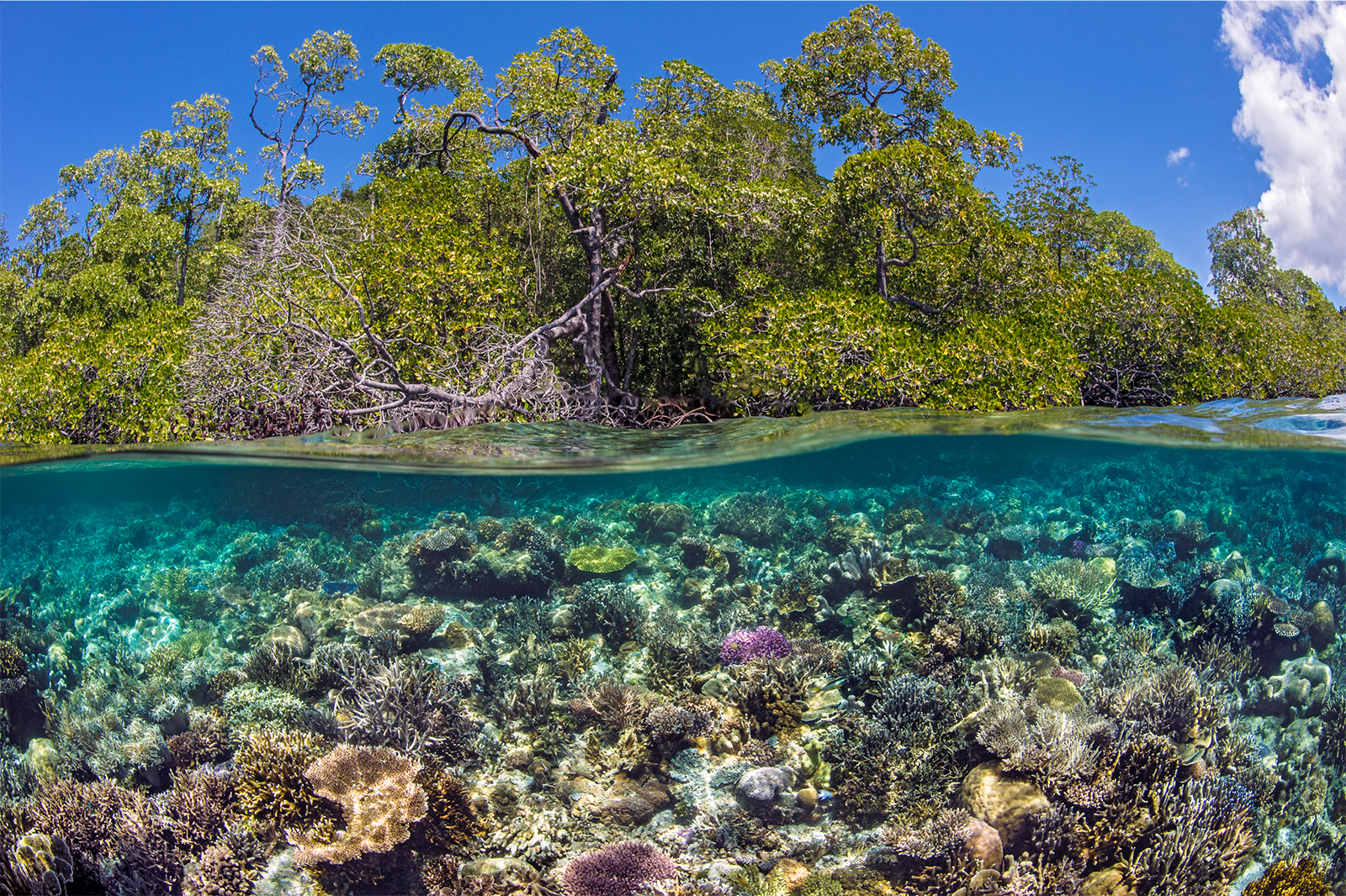 Korallenriff in Raja Ampat, Indonesien