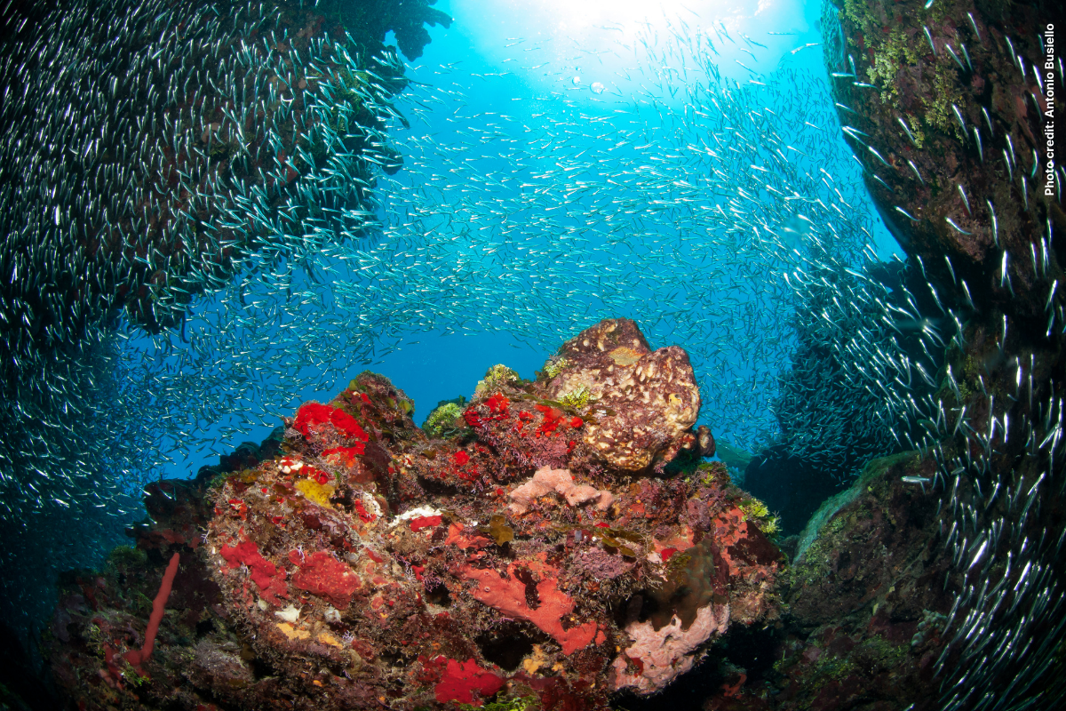 Silverside (Menidia menidia) in the West End Wall dive site. Roatan, Bay Islands, Honduras