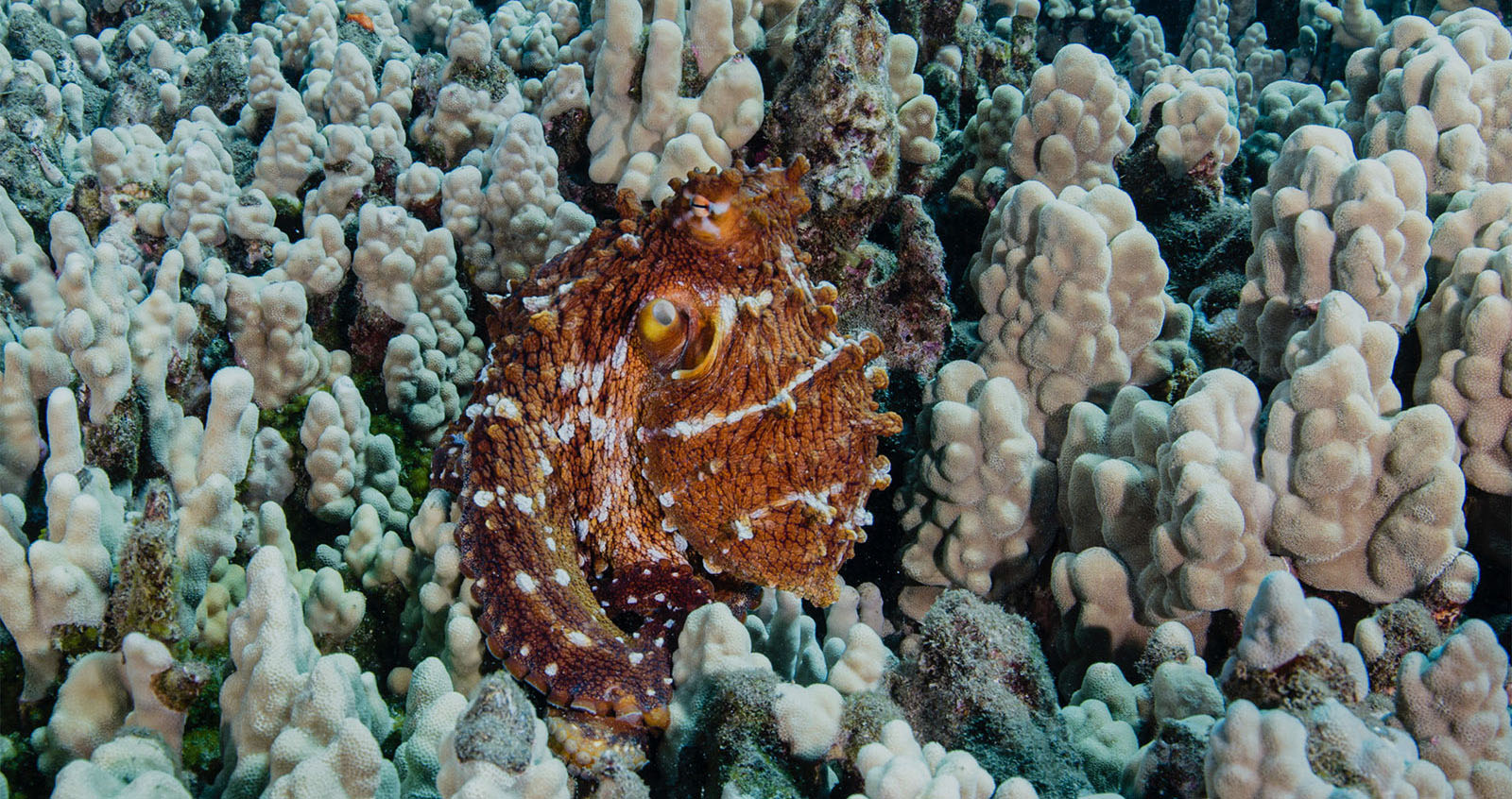 Octopus at Mala Pier in Maui Hawaii