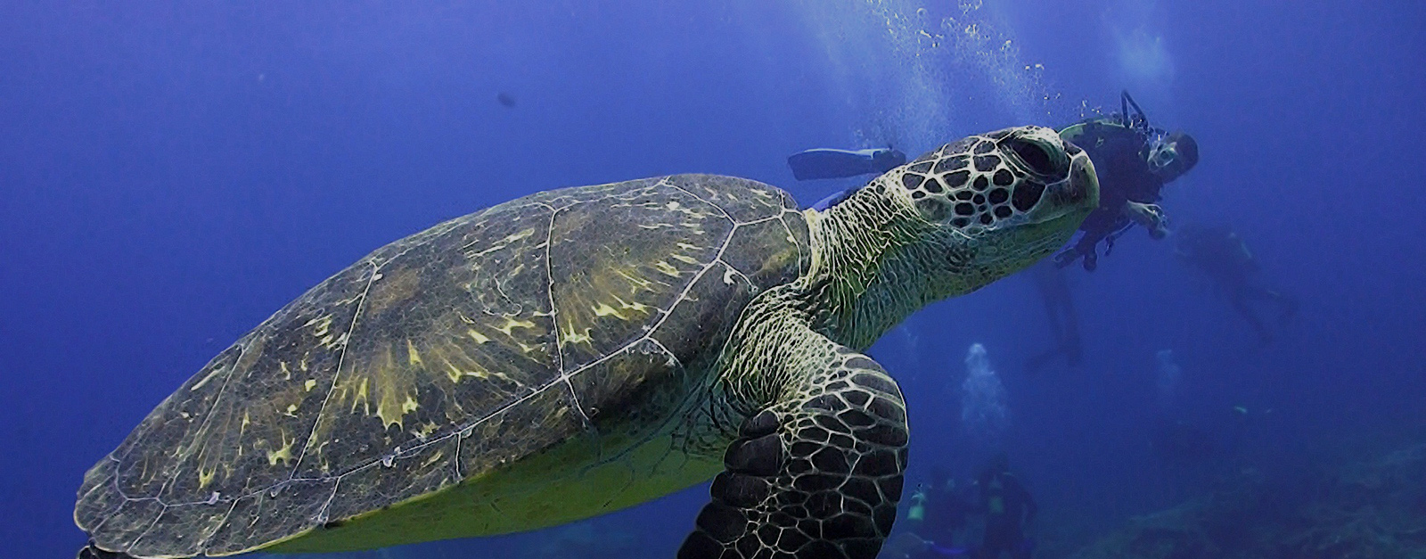 sea turtle swims with divers