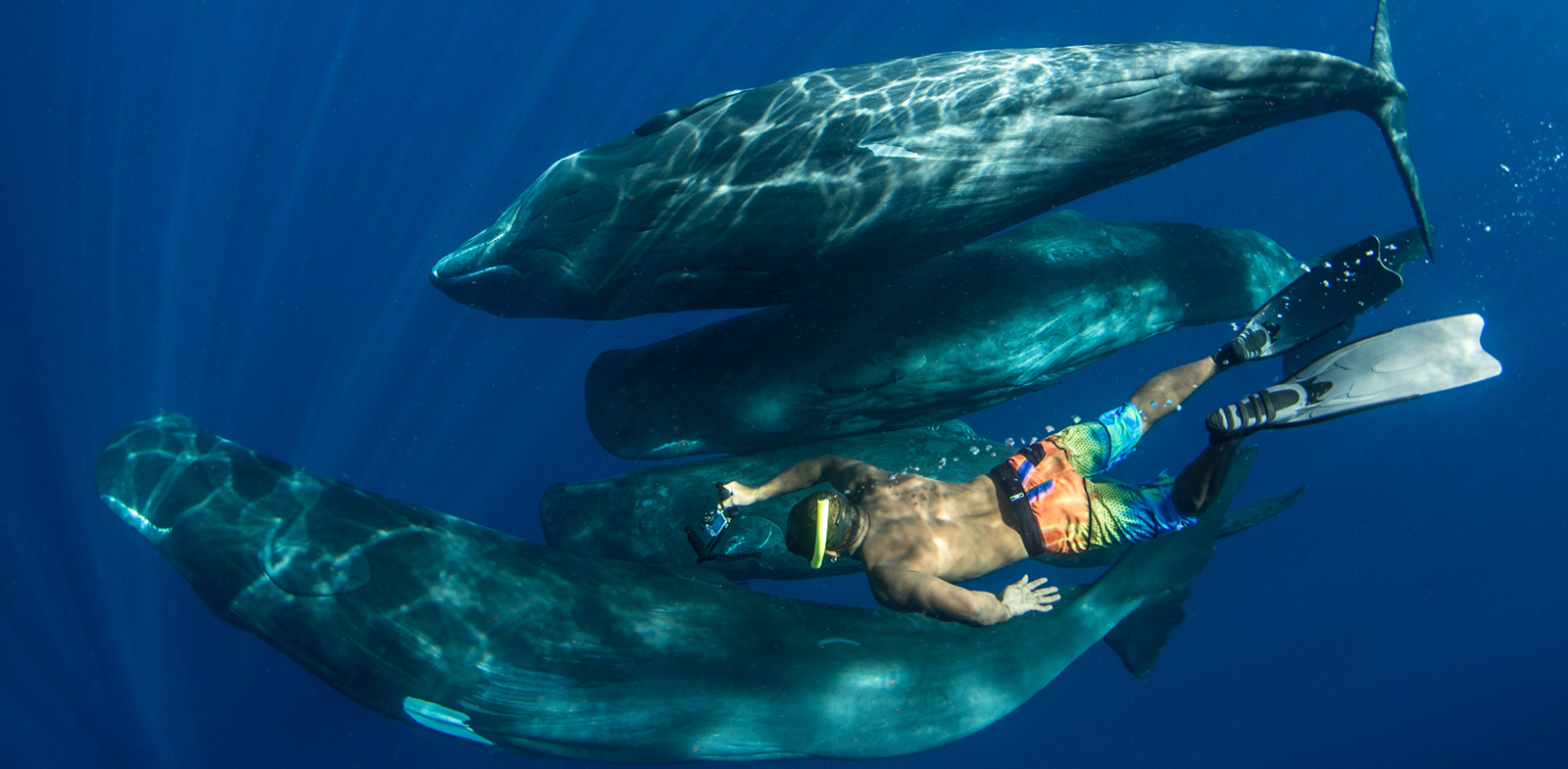 Snorkeler and Sperm Whales in Dominica