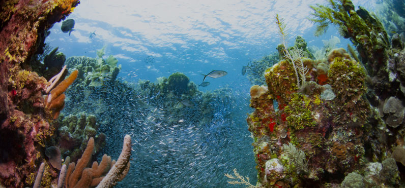 healthy reef in roatan honduras