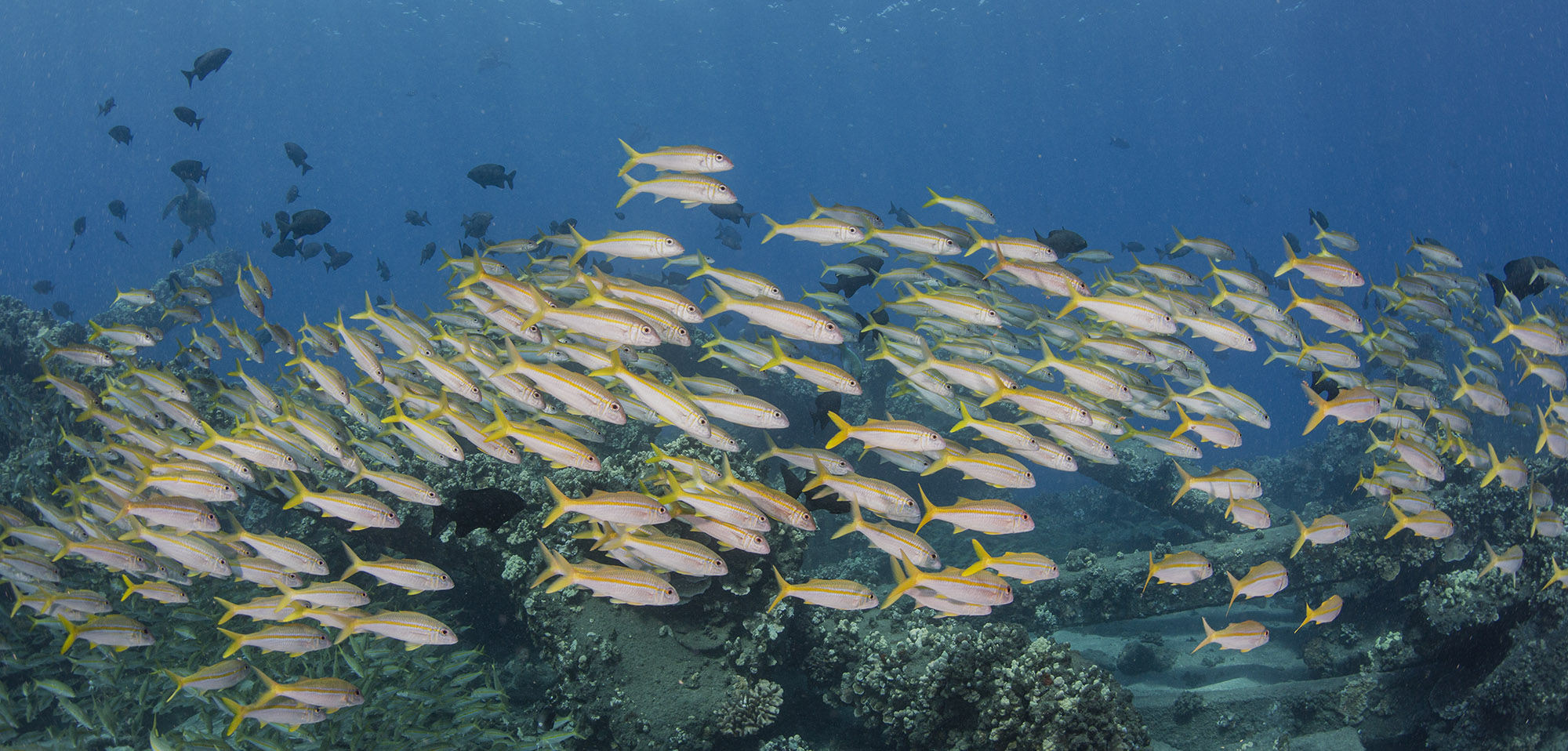 goatfish at Mala Pier in Maui Hawaii