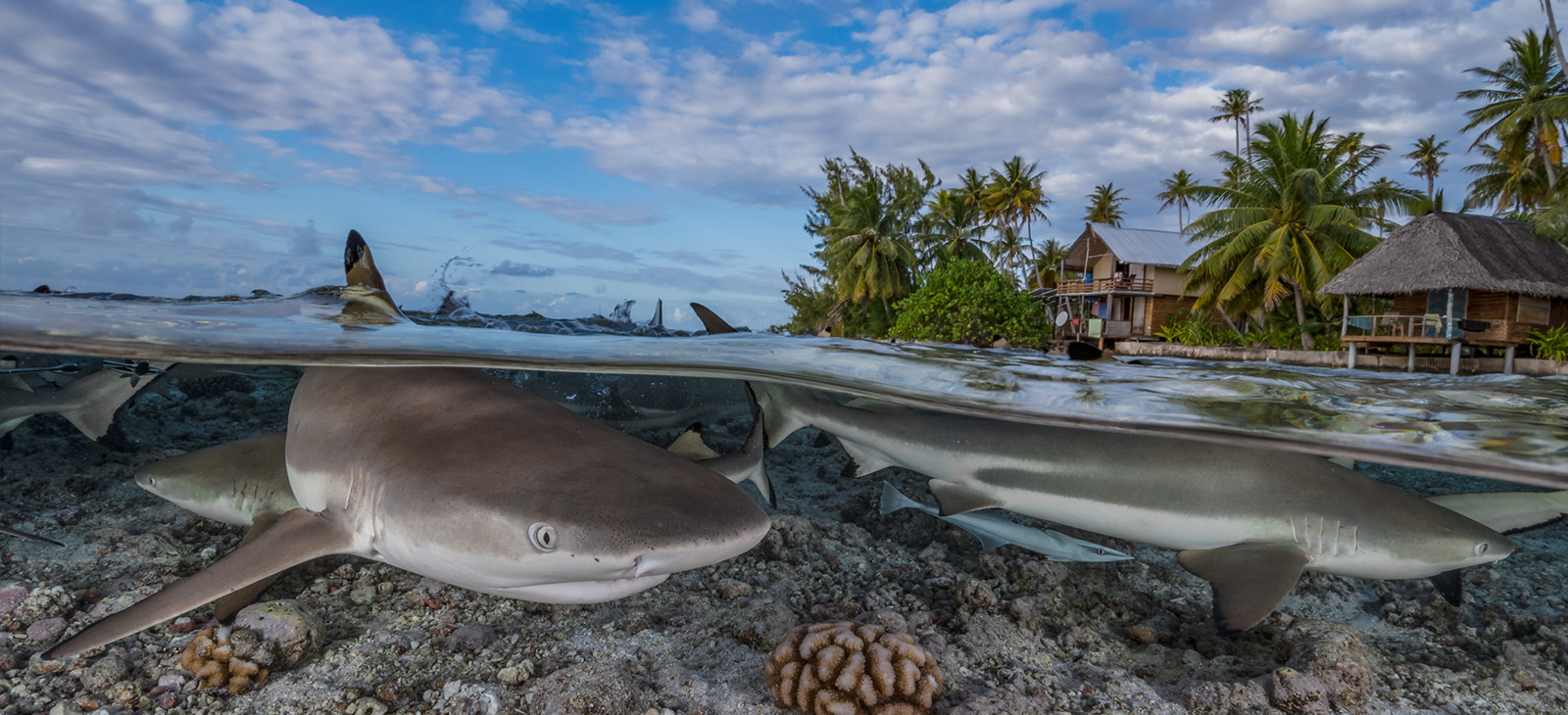 Blacktip reef shark swims in French Polynesia
