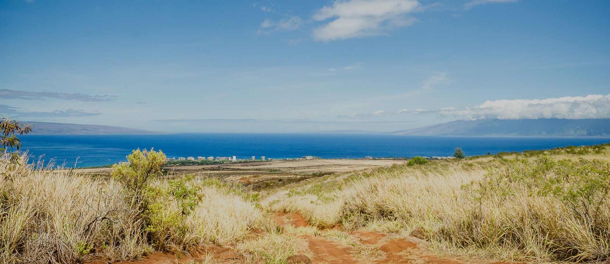 view of the ocean and coastline from the top of CORAL's restoration site in West Maui