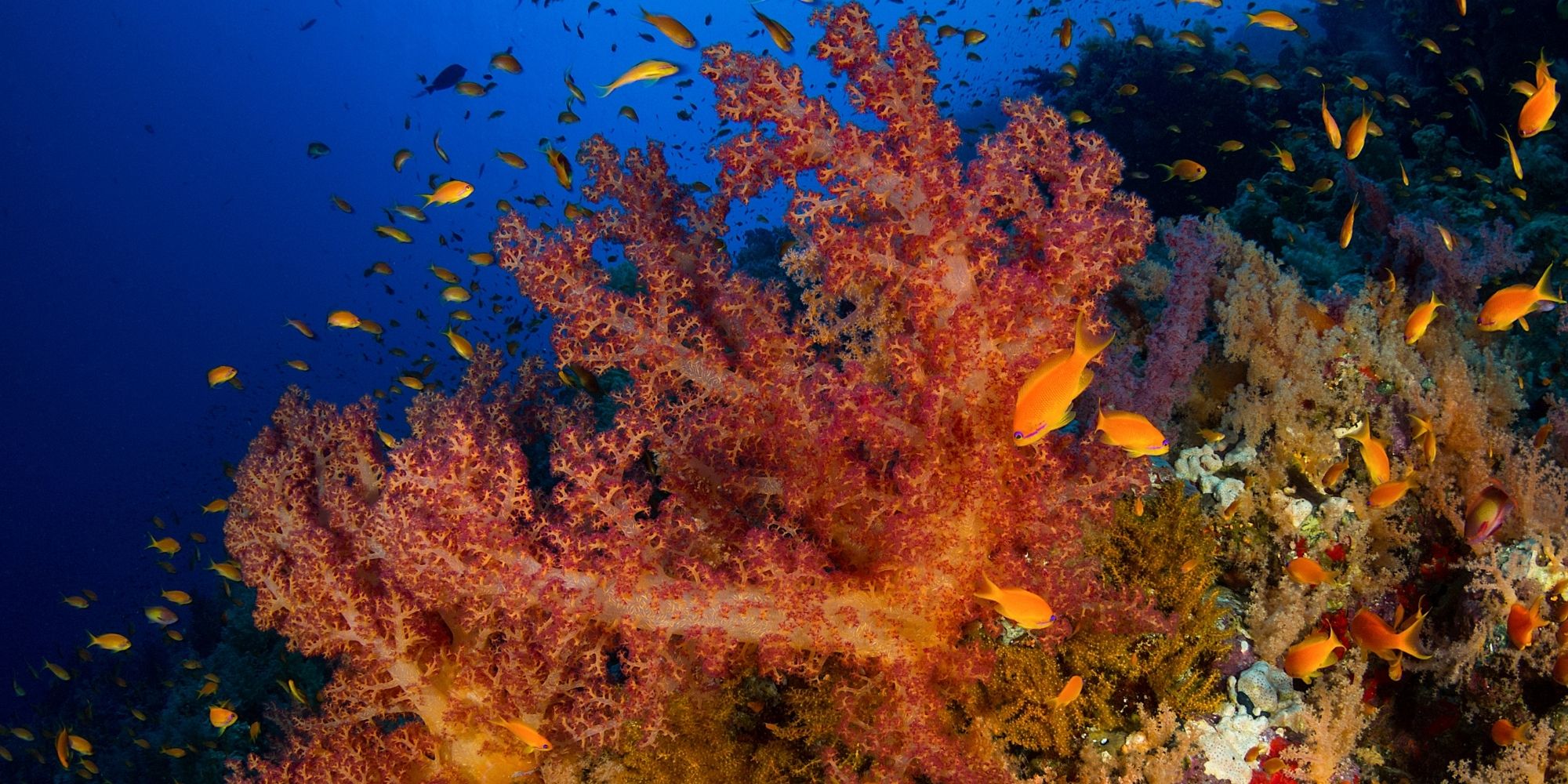 Coral reef in Ras Mohammed Marine Park, Egypt