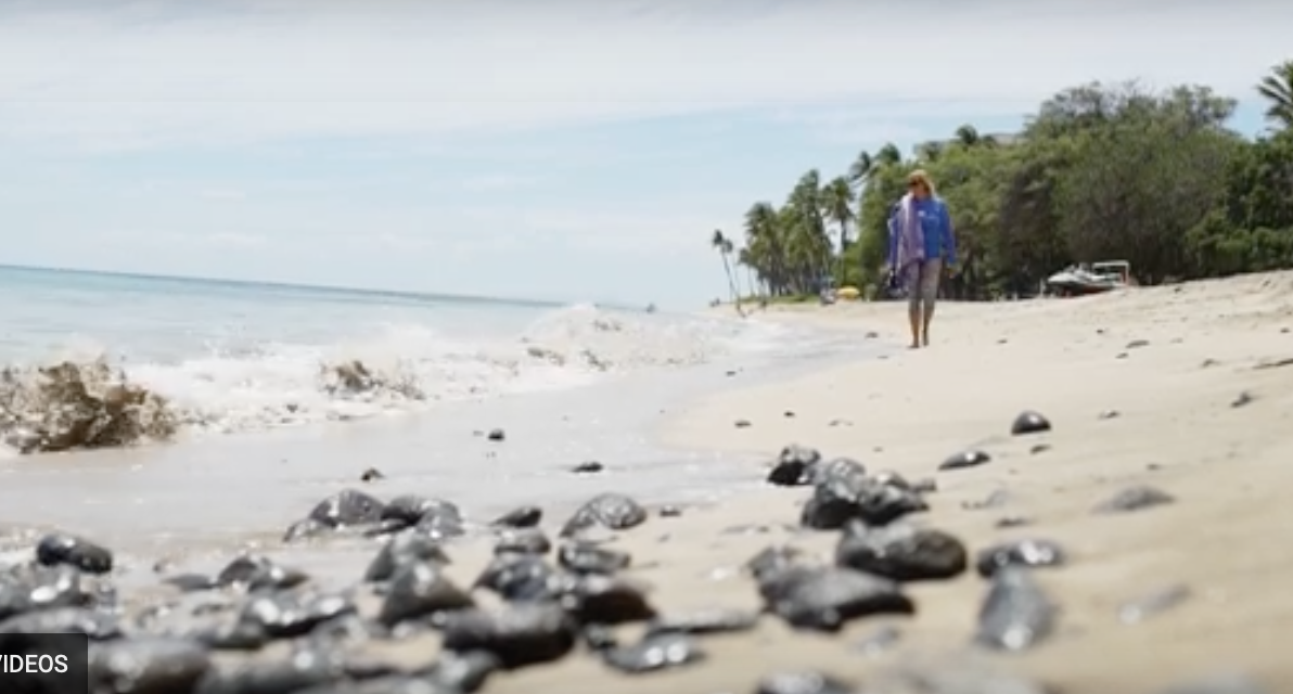 Using Native Plants to Protect Coral Reefs