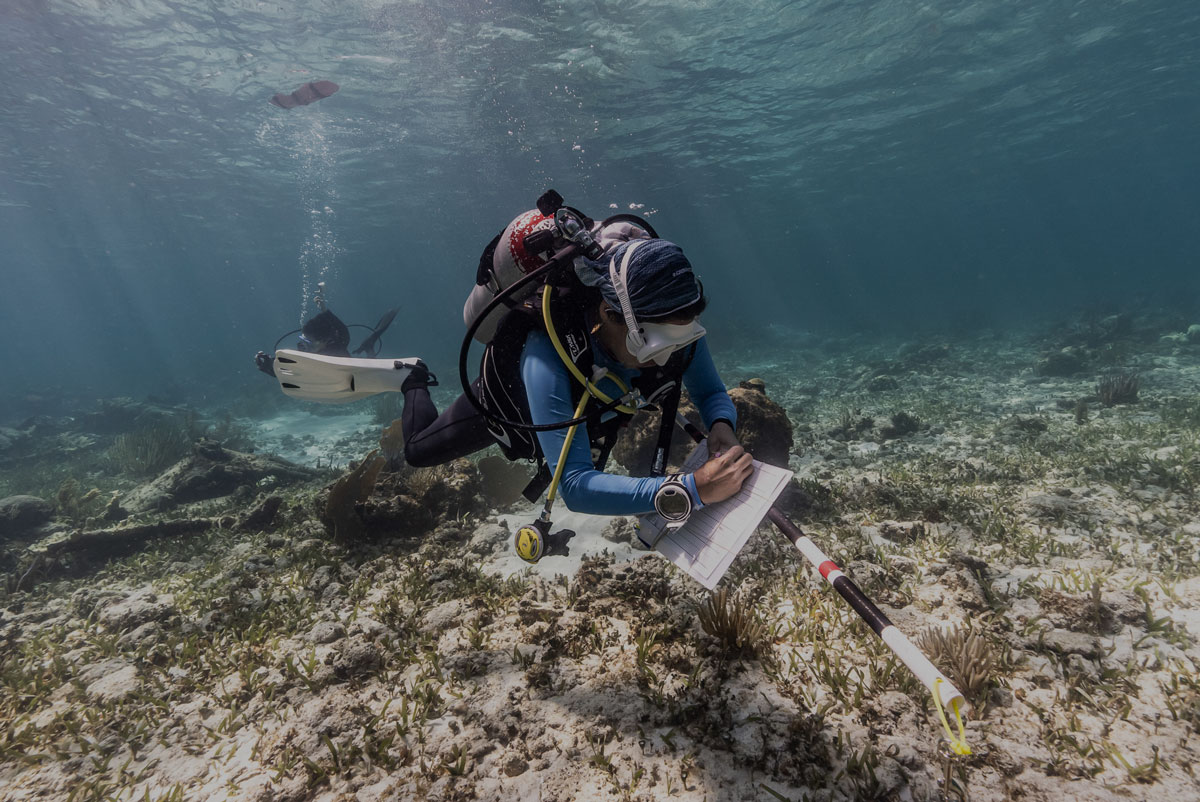On-site coral bleaching monitoring