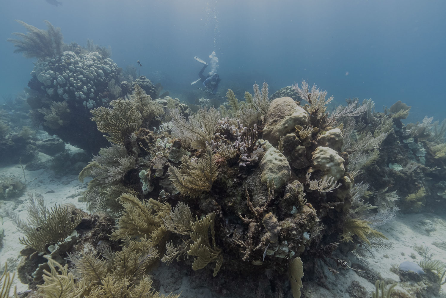 coral reef adaptation