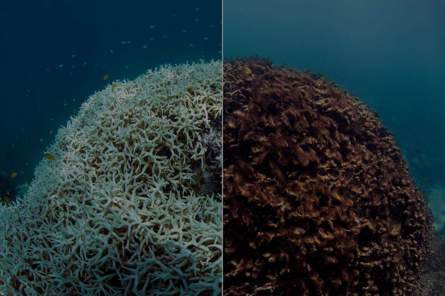 bleached reef next to a healthy reef