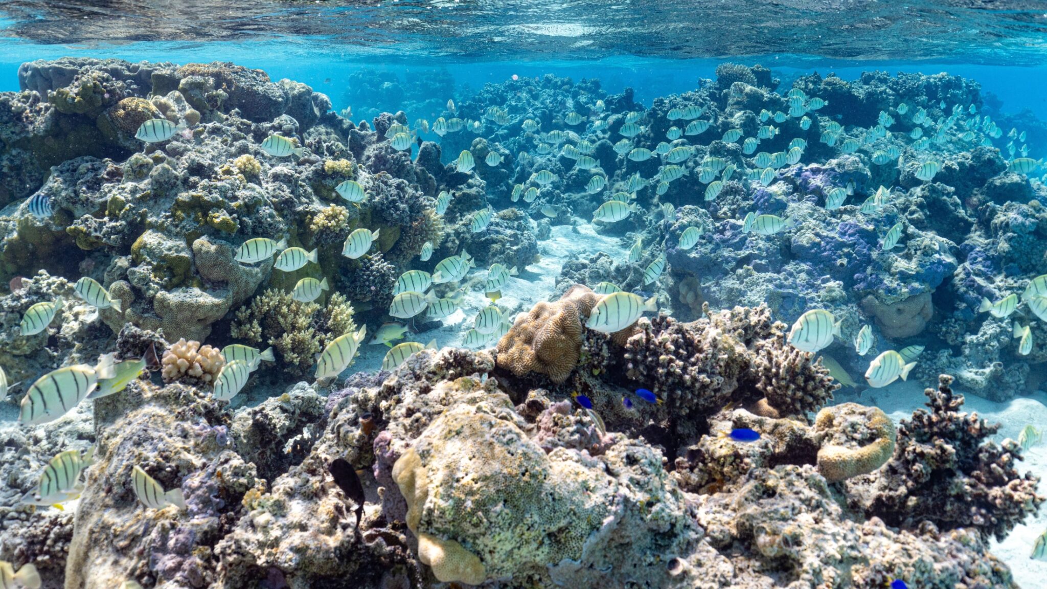 Photo inspiration: Visual Reference: How Fish Biomass Supports Healthy Coral Reefs