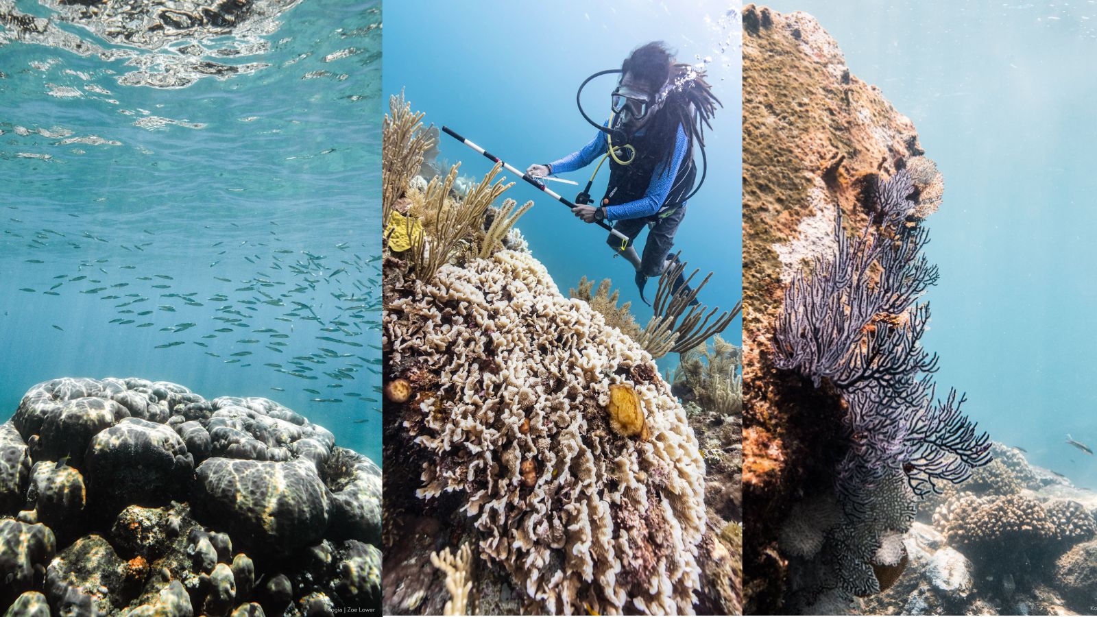 Medicinal Cures Within Coral Reefs