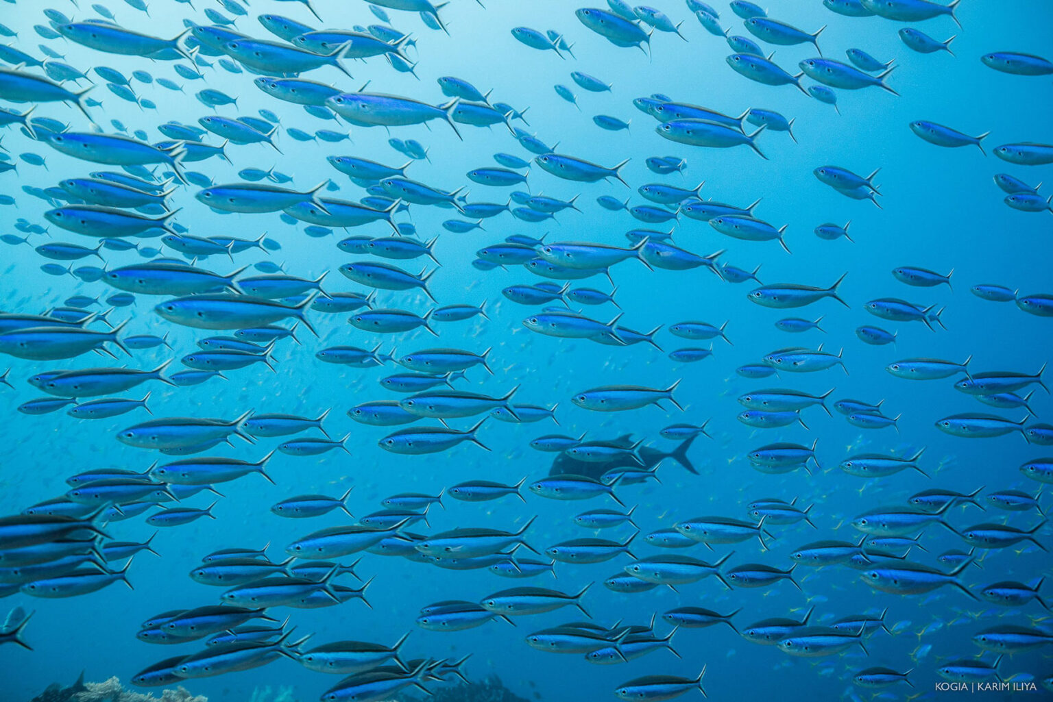Want to Save Coral Reefs? 4 Proven Strategies That Actually Work ... - Conservation Of Coral Reefs