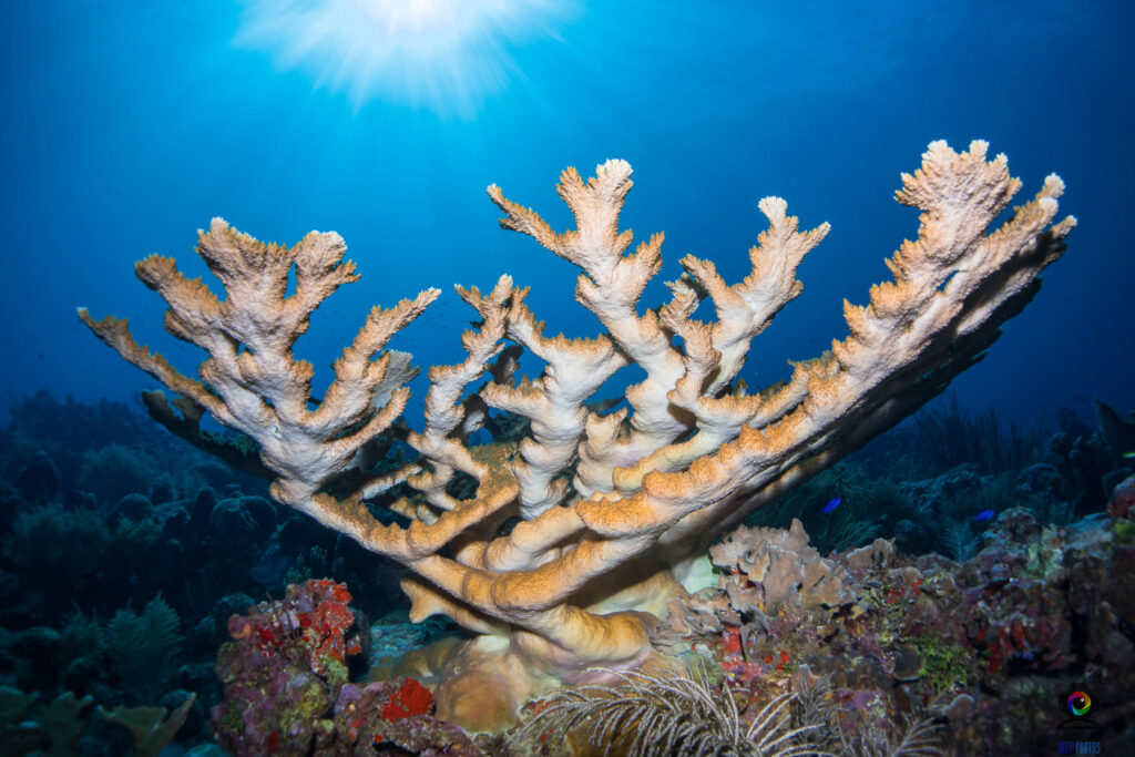 Large branching coral adapting to warmer ocean temperatures