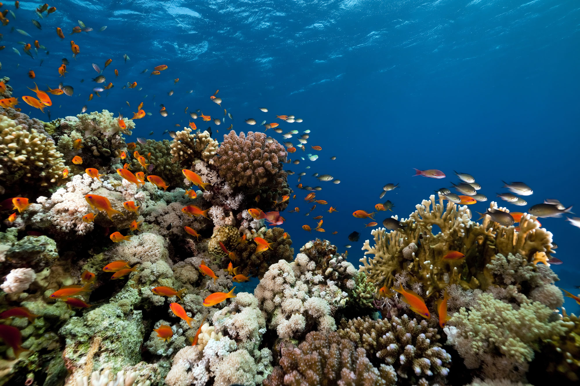Coral Reef Alliance Impact Report 2025