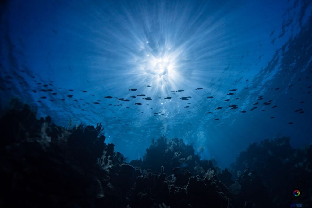 Underwater, looking up at a school of reef fish swims through clean water among a healthy coral reef