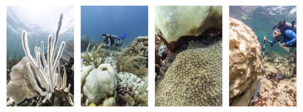 Una serie de fotografías muestra grandes corales suaves y duros blanqueados, así como a buceadores que monitorean el arrecife