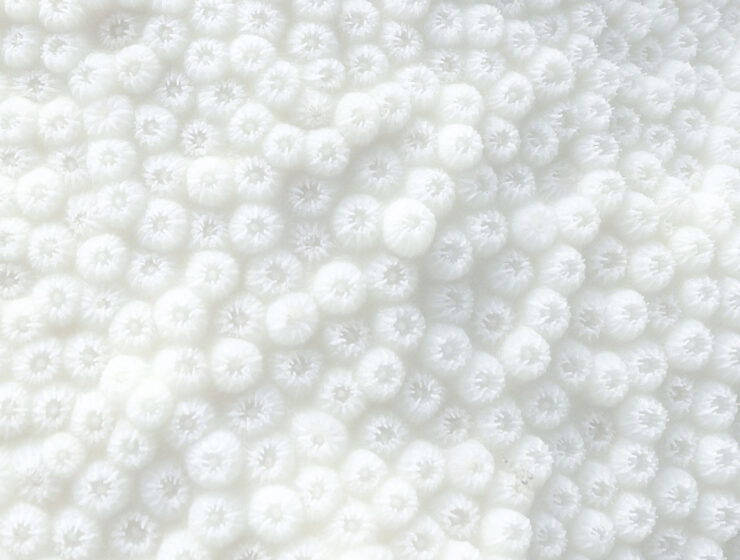 A blanked of bleached coral signifies the danger of coral bleaching