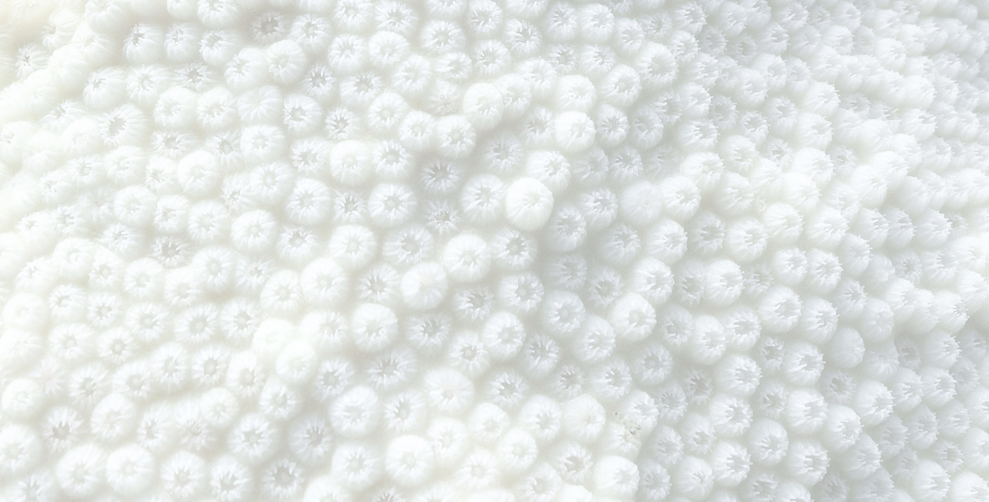 A blanked of bleached coral signifies the danger of coral bleaching