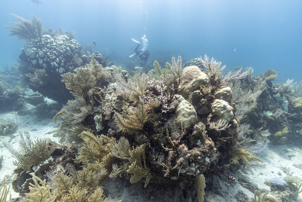 A large reef rock contains healthy soft corals and bleaching hard corals with a scientist monitoring conditions in the background