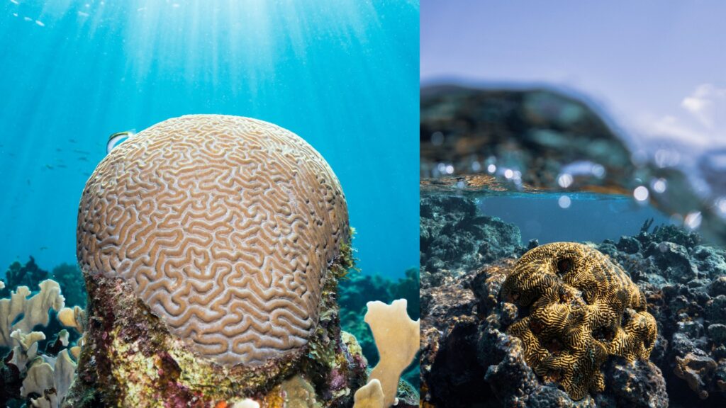 Duo image of healthy brain coral in clear ocean water