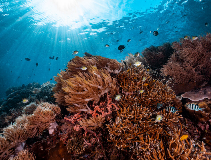 A vibrant and thriving coral reef teeming with life