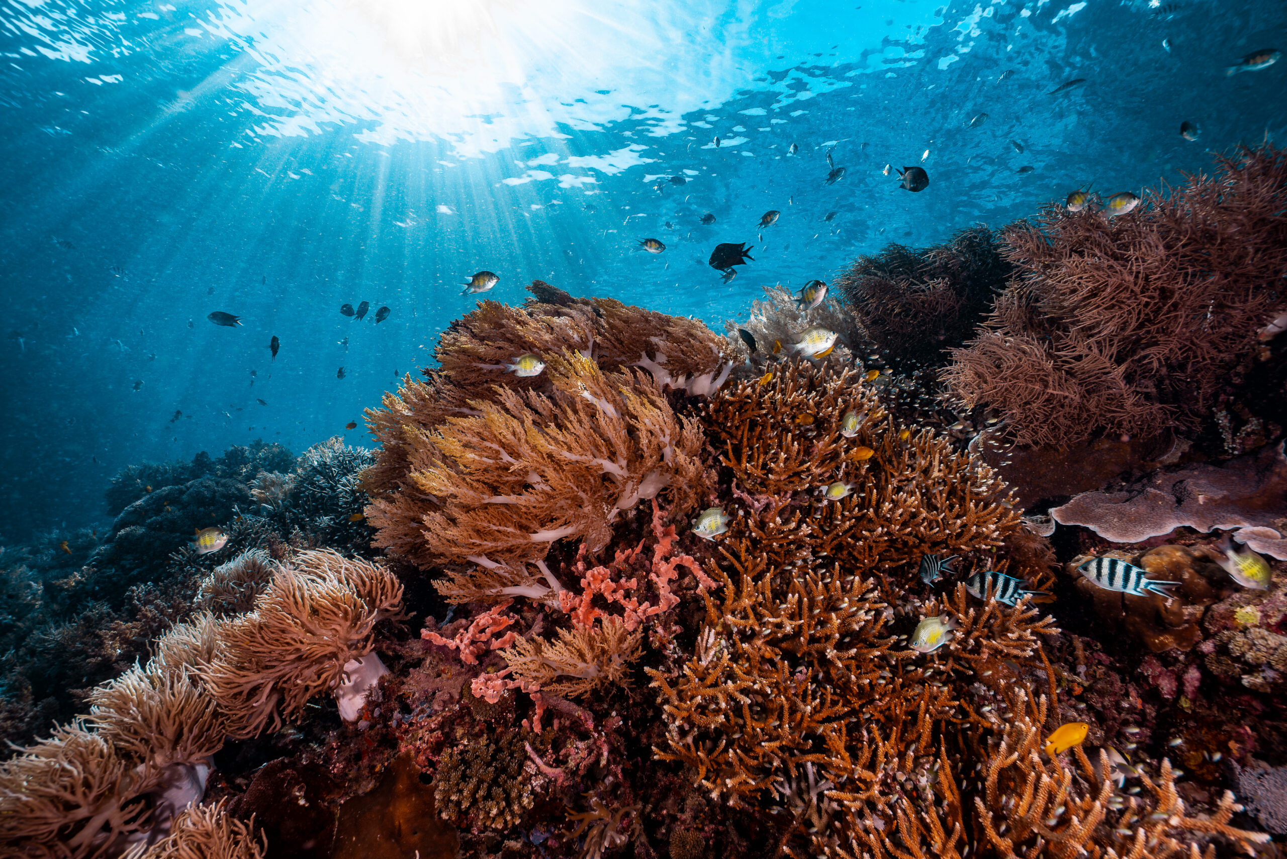 A vibrant and thriving coral reef teeming with life