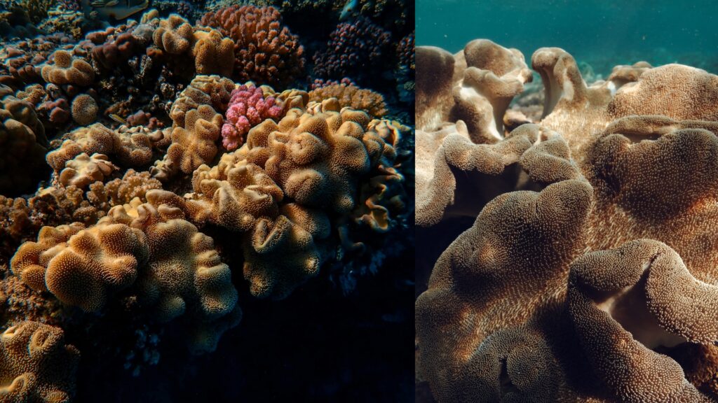Dual image of large leather corals