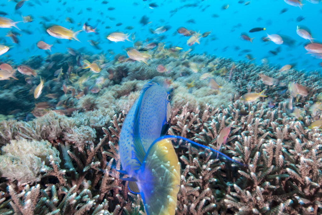 A colorful tropical fish swims past a diverse coral reef