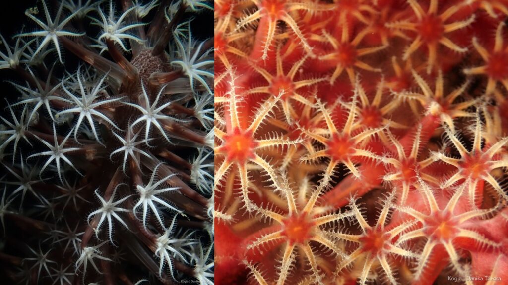 Duo image of healthy pulsing corals
