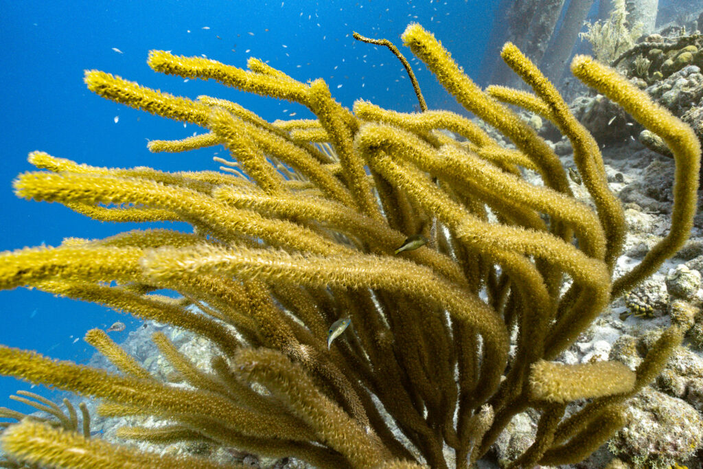 A cluster of sea whips with flexible branches