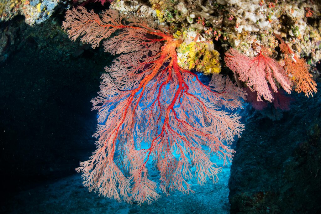 A detailed view of a colorful sea fan
