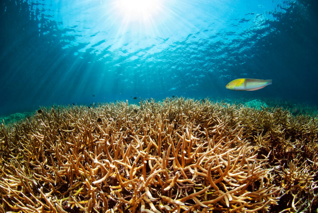 A dense cluster of branching coral with numerous thick, stony limbs extending in multiple directions