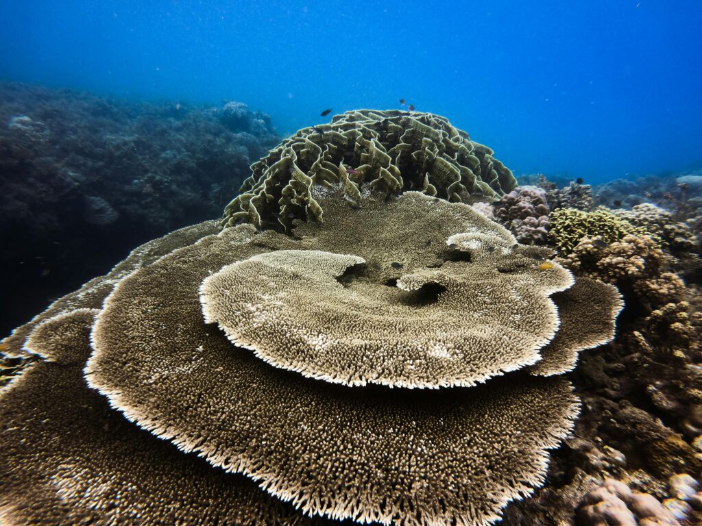 A wide, flat Table coral formation
