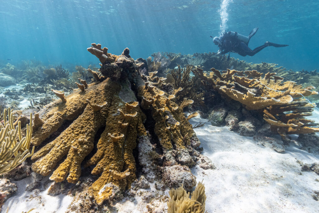 CORAL diver hovering above a bleached coral reef