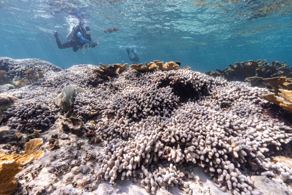 CORAL diver hovering above a bleached coral reef