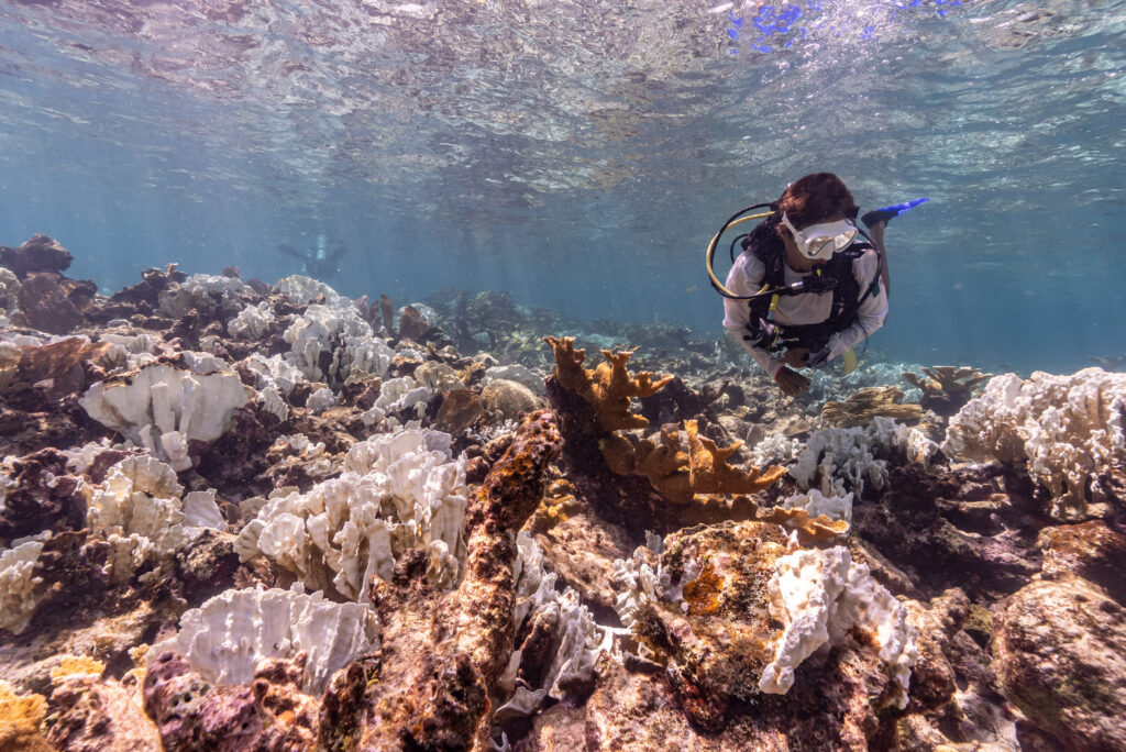 Close-up of a diver observing bleached coral formations