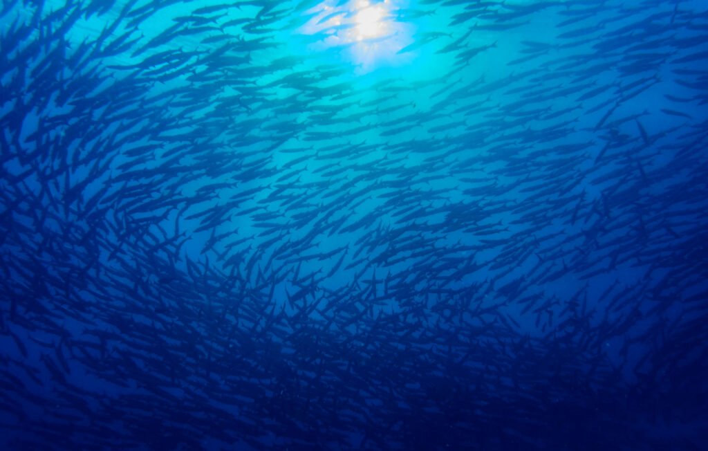 Wall of barracuda in the Coral Triangle