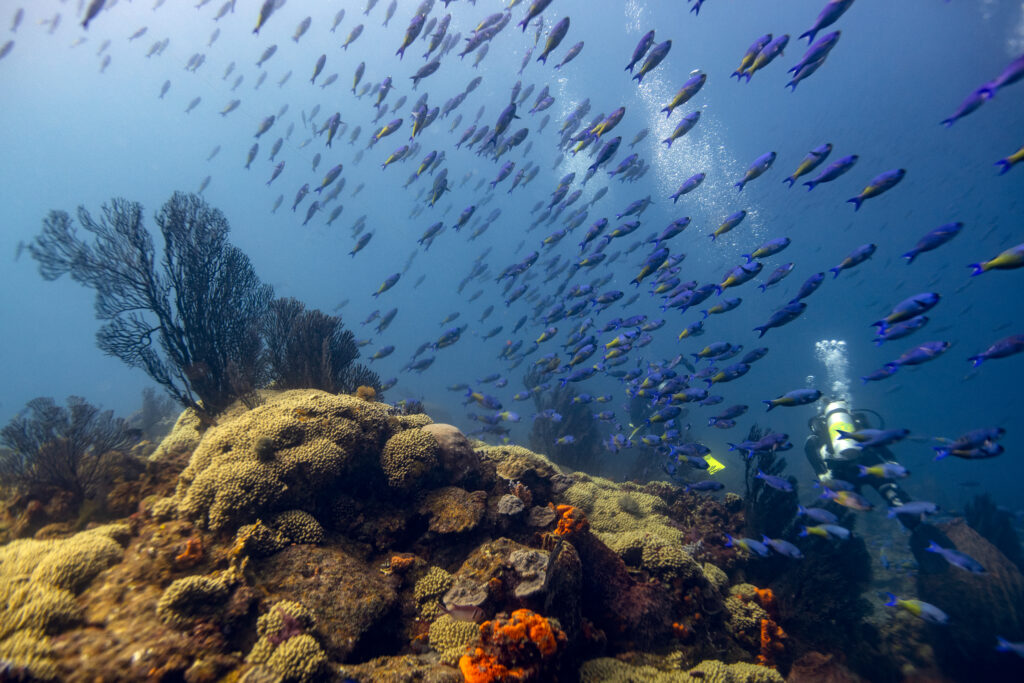 Diving underwater with a large school of blue and yellow reef fish in Saint Lucia