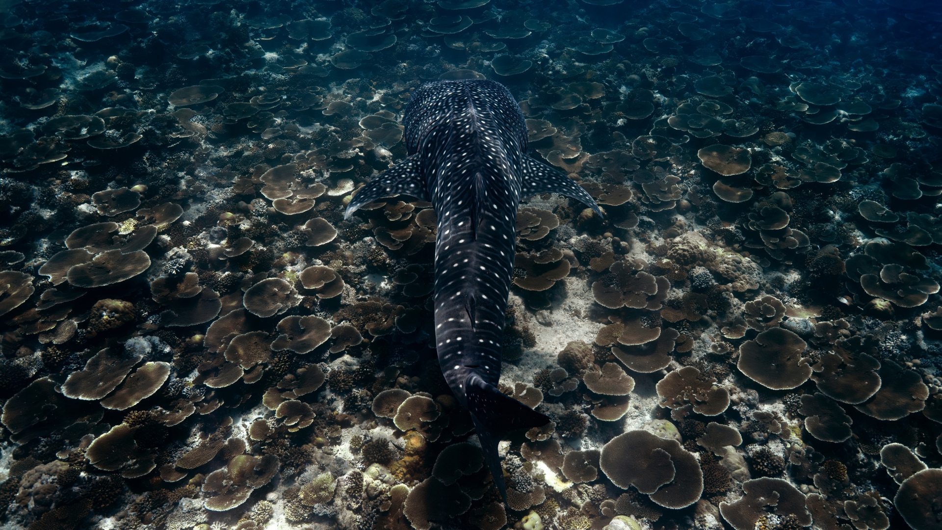 Foto yang diambil oleh penyelam yang memperlihatkan seekor paus sperma di bawah air, sedang berenang di atas terumbu karang.