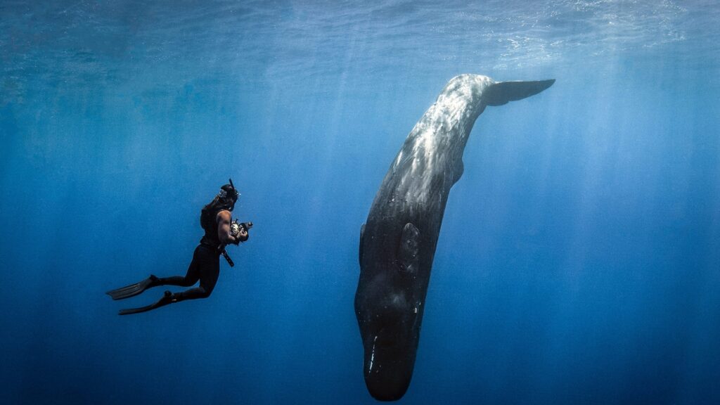 Kaush Subramaniam photographing a sperm whale in deep blue water