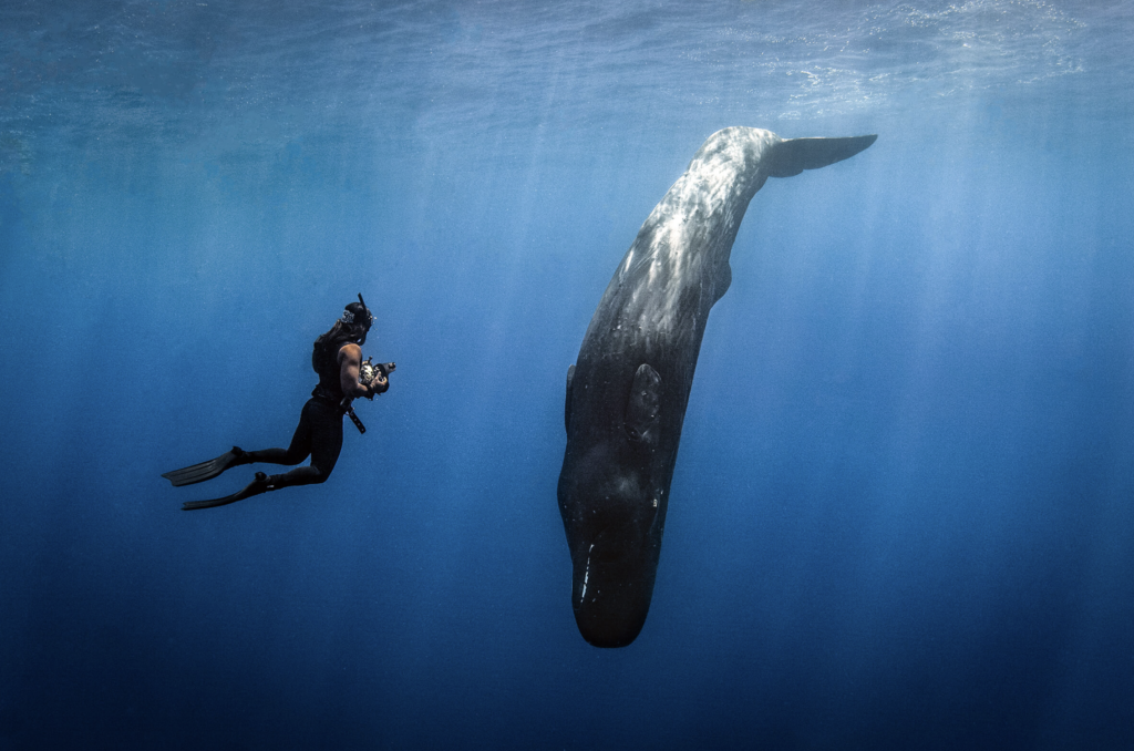 Kaush Subramaniam photographing a sperm whale in deep blue water