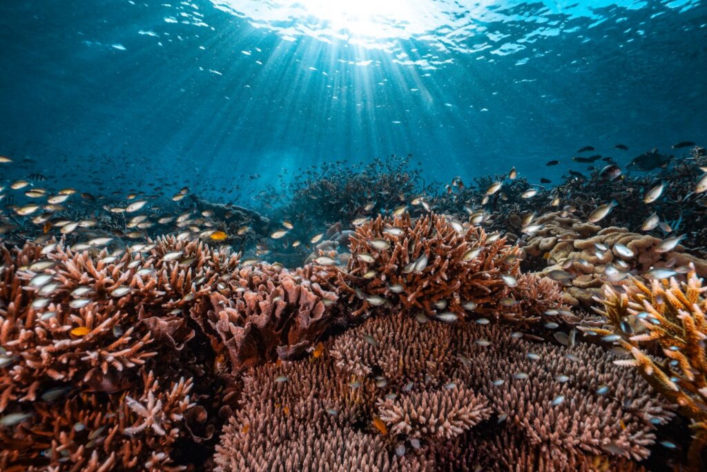 Rich hard corals and a bounty fish under the rays of the sun breaking through the blue ocean water